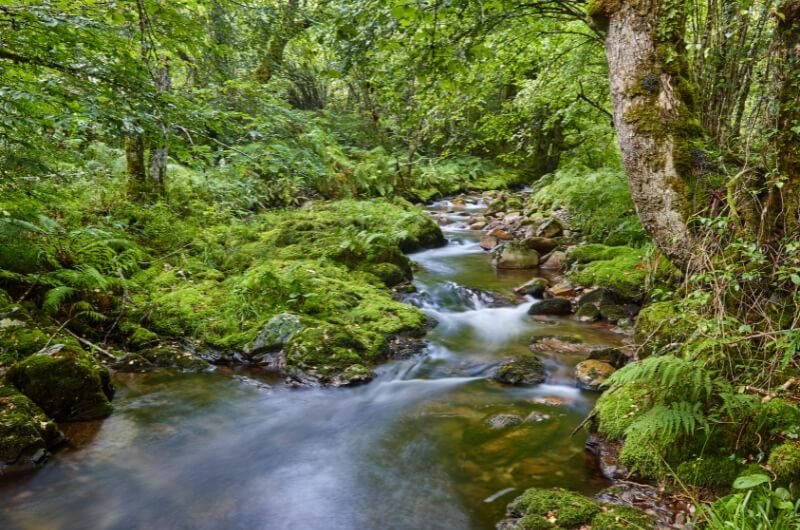 Bosque de Muniellos